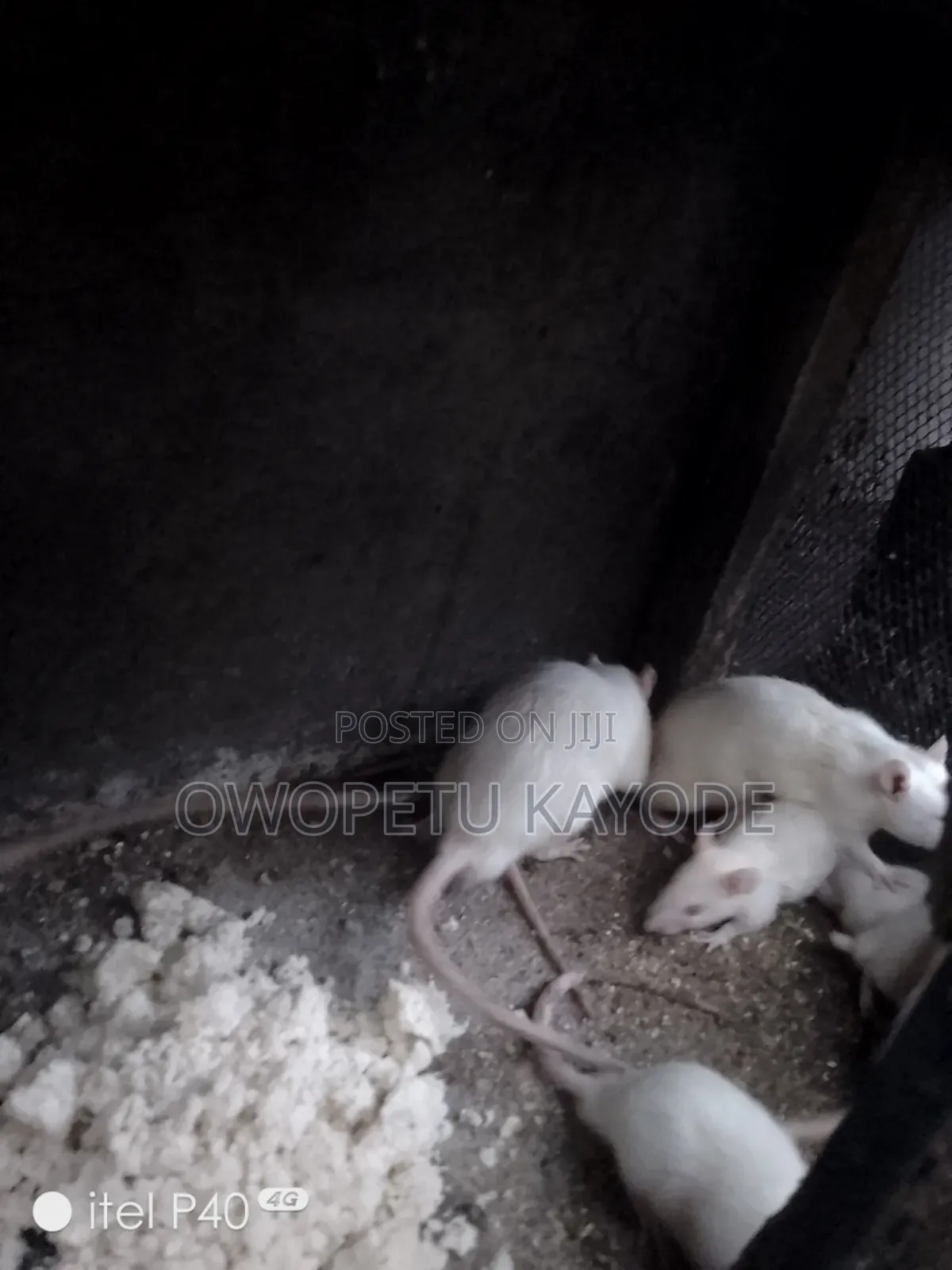 Laboratory Rats