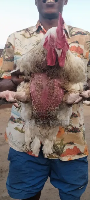 6 Weeks Boiler Chicken