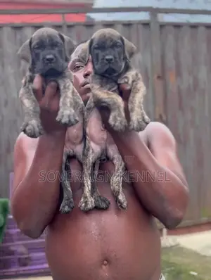 1-3 months Male Purebred Boerboel
