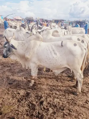 Get Your Cows for All Events Quality You Can Trust!