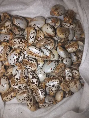 Castor Seeds - Brazilian White