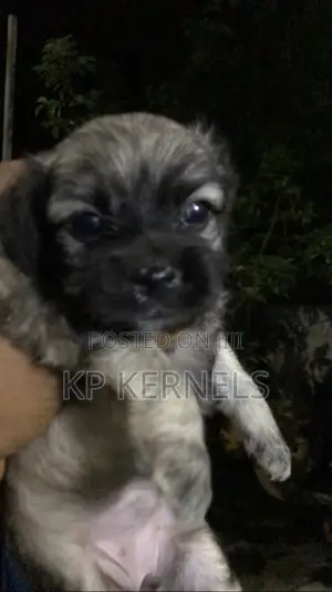 1-3 months Male Purebred Lhasa Apso