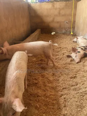 3 Months Weaners