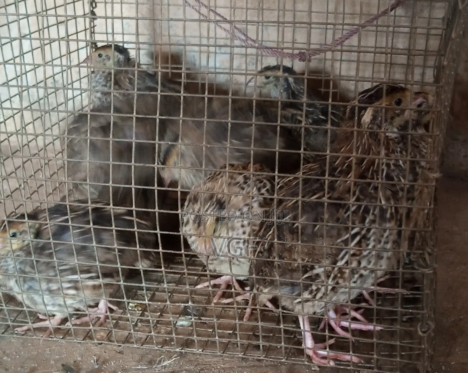 Doc , Pol Quails
