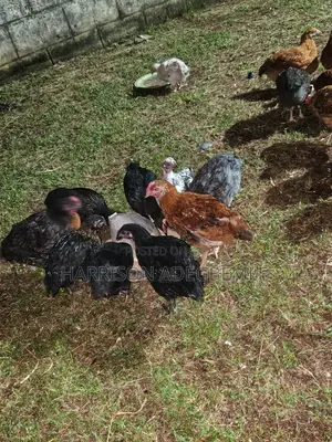 Organic Noiler Chickens