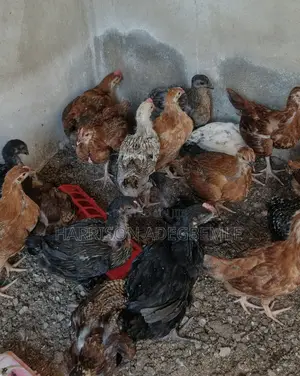 Organic Noiler Chickens