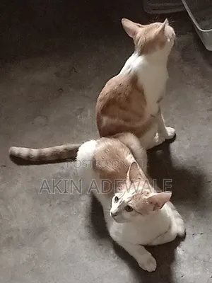 3-6 months Female Purebred American Shorthair