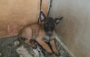 1-3 months Female Purebred Belgian Malinois