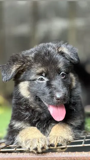 1-3 months Female Purebred German Shepherd