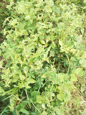 A Parcel of Land Available for Sale