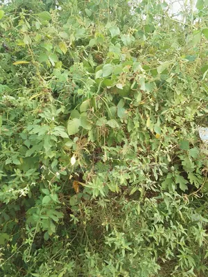Land for Lease at Ikoyi
