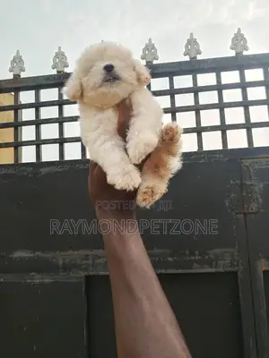 1-3 months Female Purebred Lhasa Apso