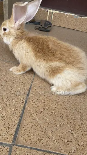 Pet Bunnies