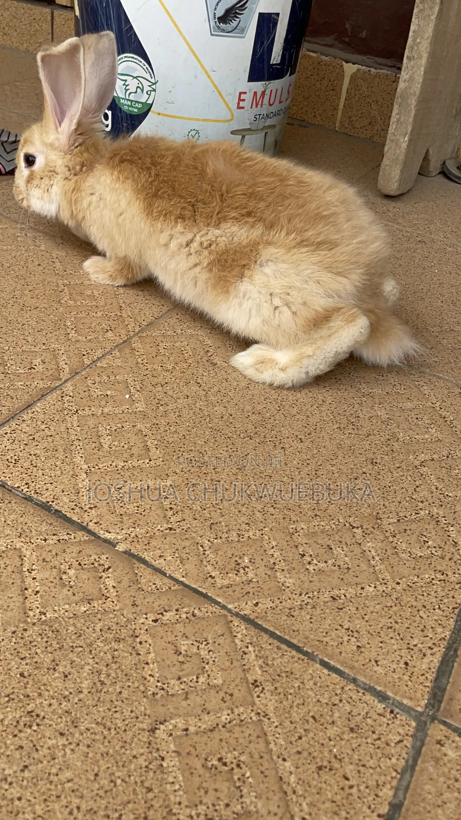 Pet Bunnies