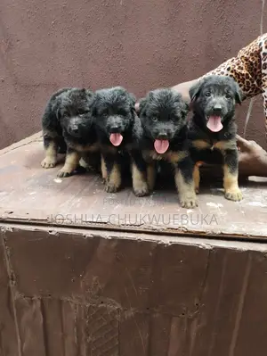 1-3 months Male Purebred German Shepherd