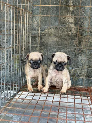 1-3 months Female Purebred Pug
