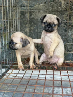 1-3 months Female Purebred Pug