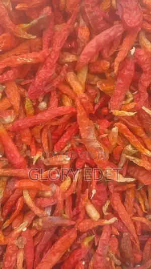 Maize Available