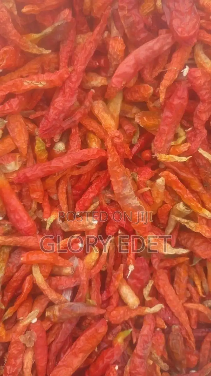 Maize Available