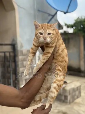 6-12 months Male Purebred American Shorthair