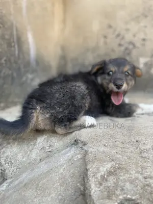 1-3 months Female Purebred Caucasian Shepherd