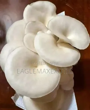 Oyster Mushroom and Spores