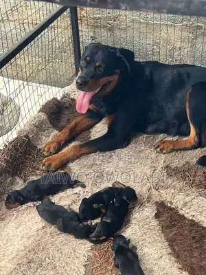 0-1 month Female Purebred Rottweiler
