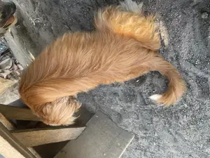 6-12 months Female Purebred Lhasa Apso