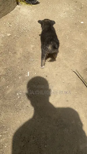 1-3 months Male Purebred German Shepherd
