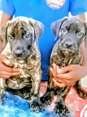 1-3 months Female Purebred Boerboel