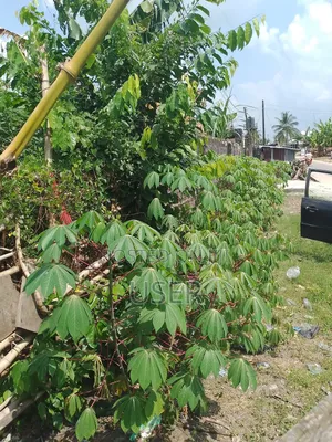 1 Plot of Land for Sale at Oleh Isoko South, Delta State