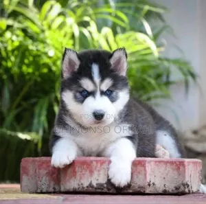 1-3 months Female Purebred Siberian Husky