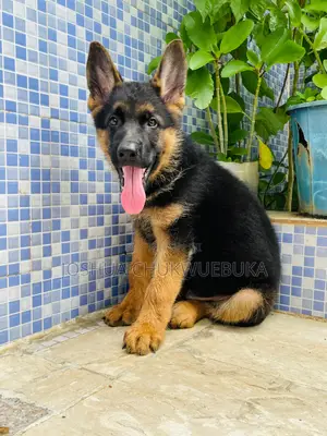 3-6 months Male Purebred German Shepherd