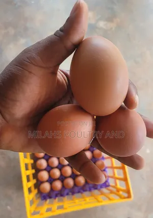 Fresh Farm Eggs for Sale – Clean, Healthy Affordable!