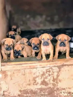 1-3 months Male Purebred Boerboel