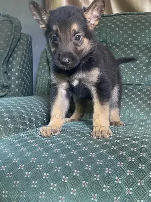 1-3 months Male Purebred German Shepherd
