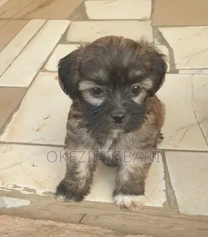 1-3 months Female Purebred Lhasa Apso
