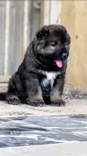 1-3 months Male Purebred Caucasian Shepherd