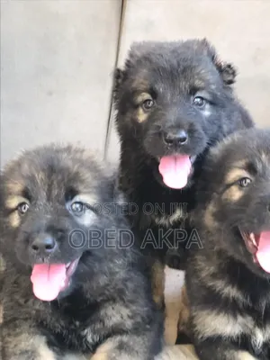 1-3 months Male Purebred Caucasian Shepherd