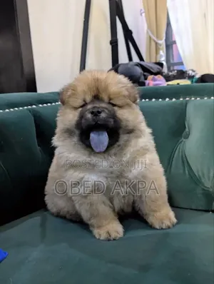 1-3 months Male Purebred Chow Chow