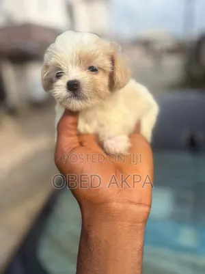 1-3 months Female Purebred Lhasa Apso