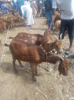 Goat, Ram, Smocked Fish