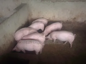 Growers for Sale (Pigs)