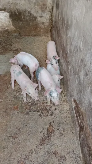 Hybrid Weaners