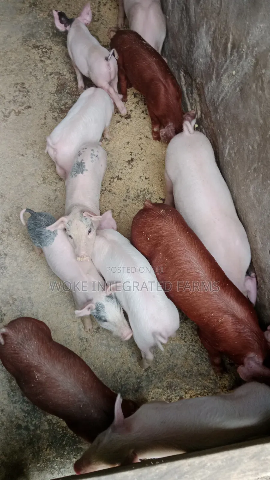 Hybrid Weaners