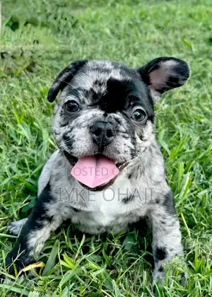 1-3 months Female Purebred French Bulldog