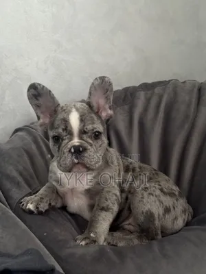 1-3 months Female Purebred French Bulldog