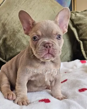 1-3 months Male Purebred French Bulldog