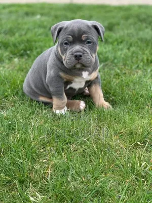 1-3 months Female Purebred American Bully