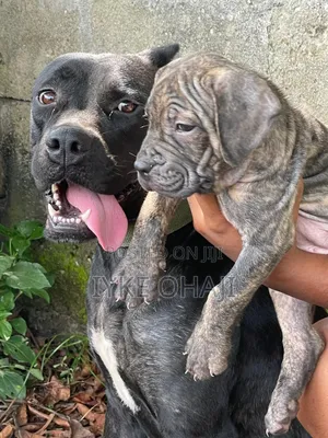 1-3 months Female Purebred Cane Corso